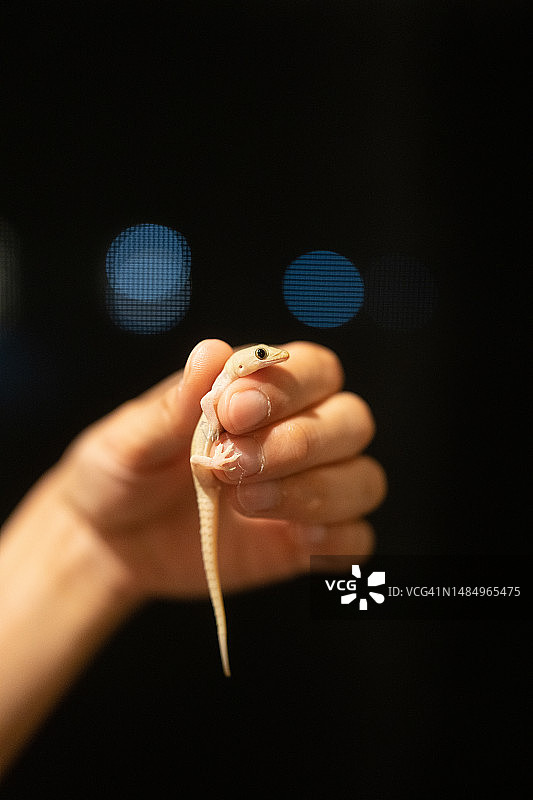 夜晚手中的壁虎图片素材