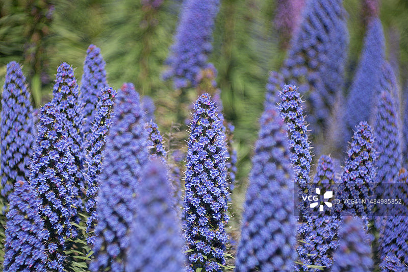加州圣克鲁斯散景花卉图片素材