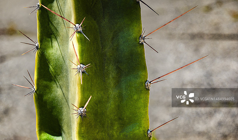 带刺仙人掌特写图片素材