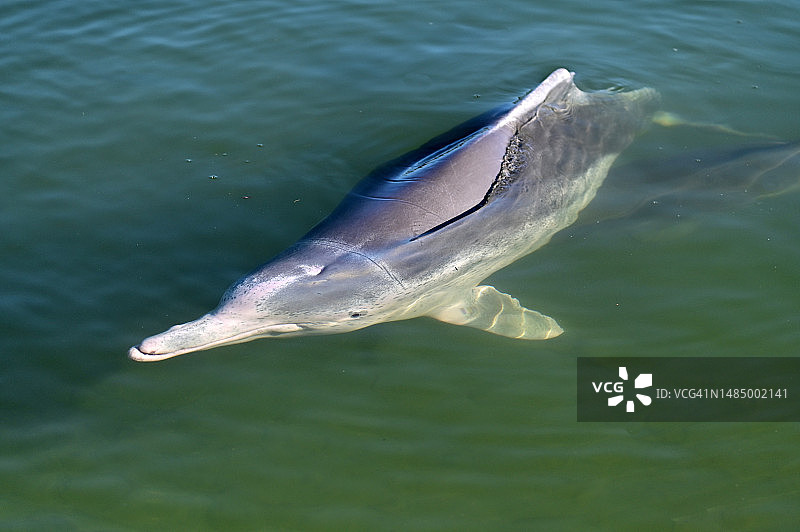 带着两只幼崽的澳洲驼背雌海豚图片素材