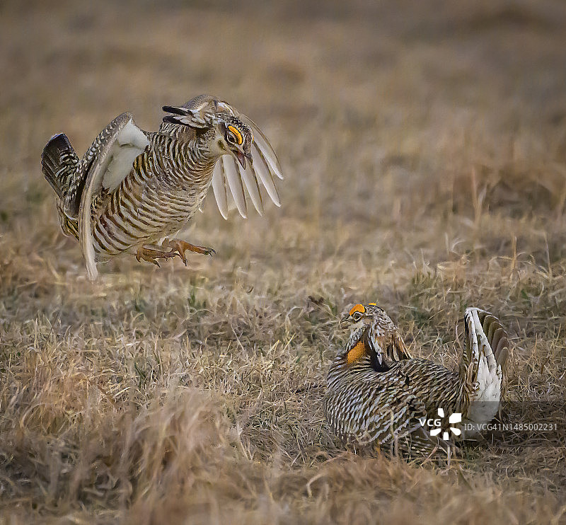 威斯康星州求偶场上争斗的雄性草原鸡图片素材