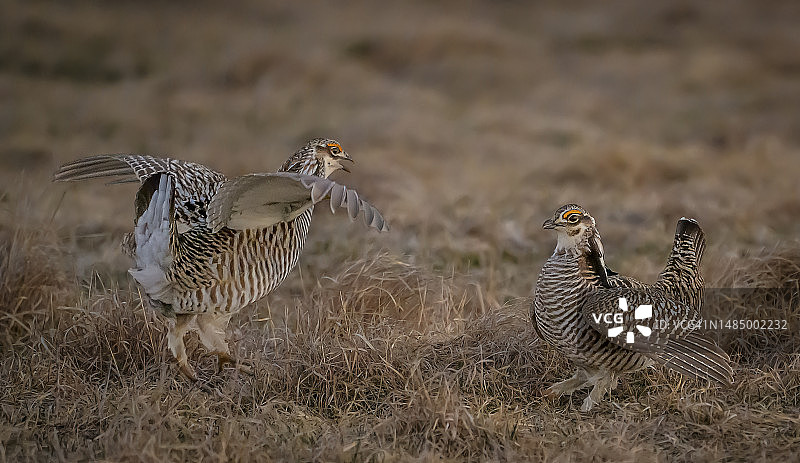 威斯康星州求偶场上争斗的雄性草原鸡图片素材
