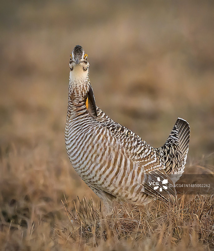 威斯康星州求偶场的草原鸡图片素材