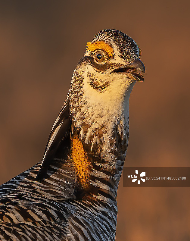 威斯康星州求偶场的草原鸡图片素材