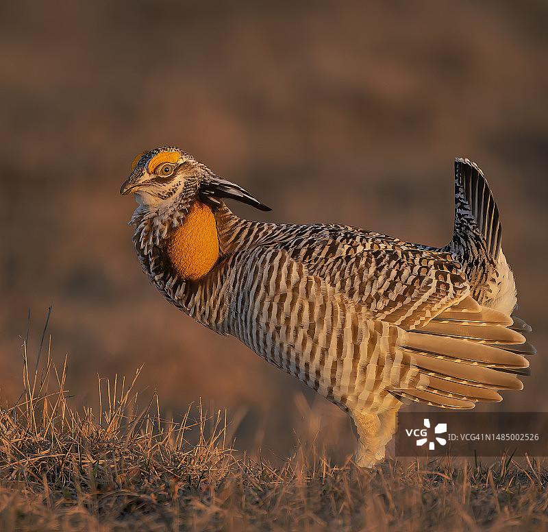 威斯康星州求偶场的草原鸡图片素材