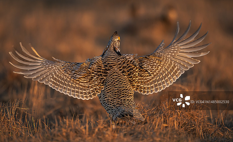 威斯康星州求偶场地上起飞的雄性草原鸡图片素材