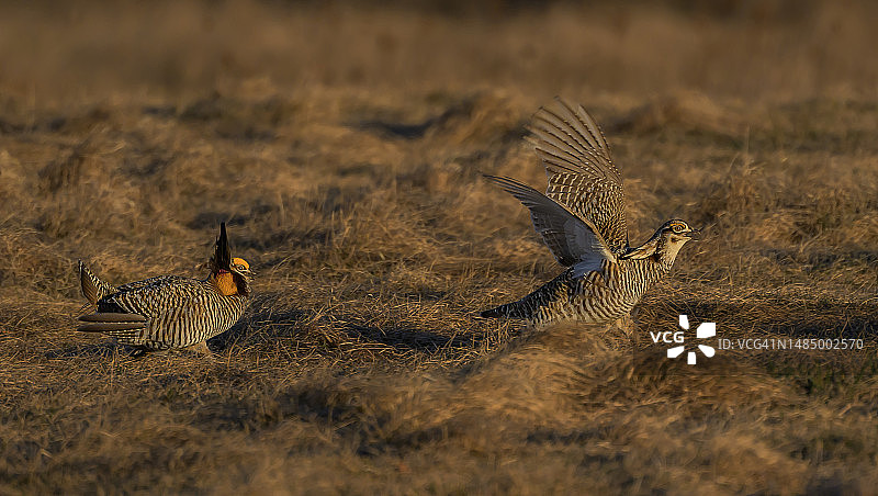 威斯康星州求偶场上争斗的雄性草原鸡图片素材