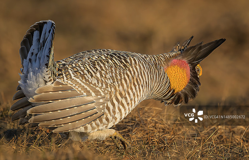 威斯康星州求偶场的草原鸡图片素材