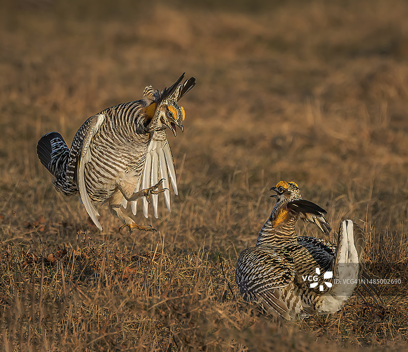 威斯康星州求偶场上争斗的雄性草原鸡图片素材