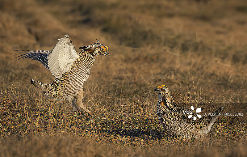 威斯康星州求偶场上争斗的雄性草原鸡图片素材