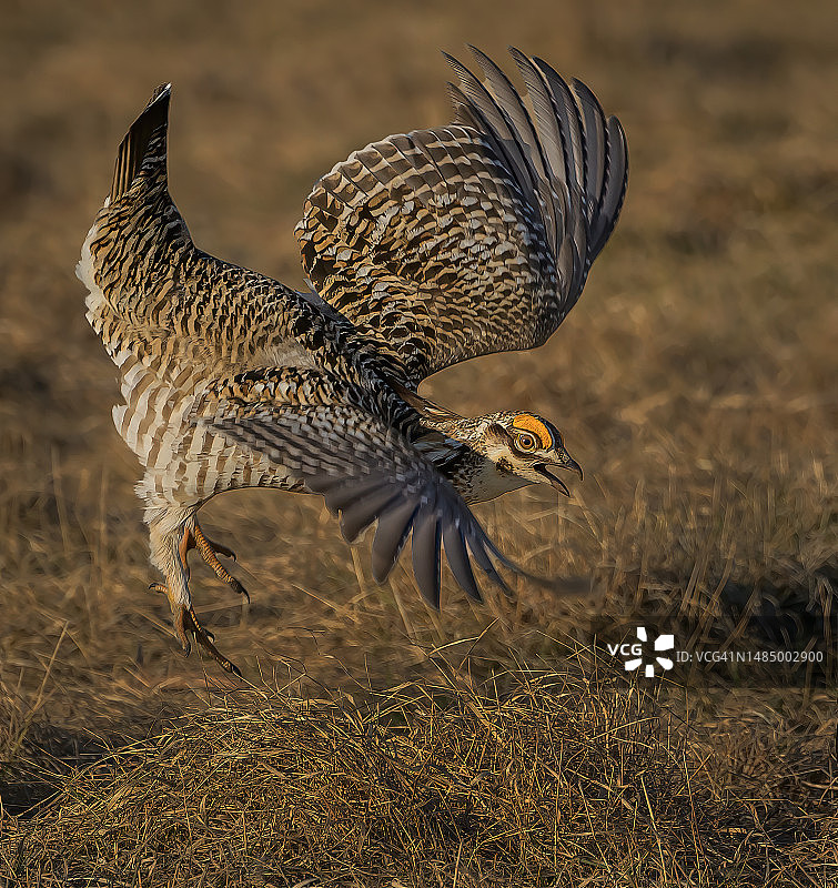 威斯康星州求偶场地上起飞的雄性草原鸡图片素材