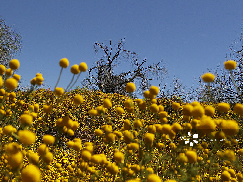 美女与野兽图片素材