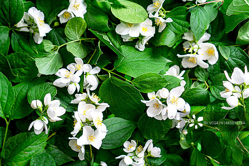 茉莉花蕾、绿叶和阳光图片素材