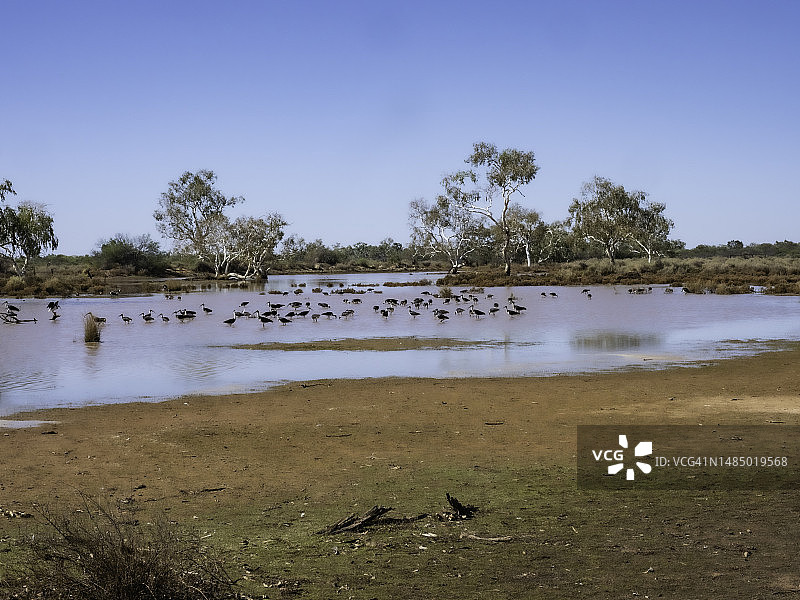 湿地中的一大群水鸟图片素材