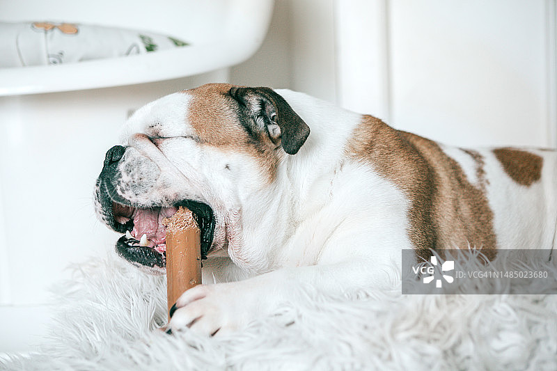 正在咀嚼玩具的英国斗牛犬图片素材