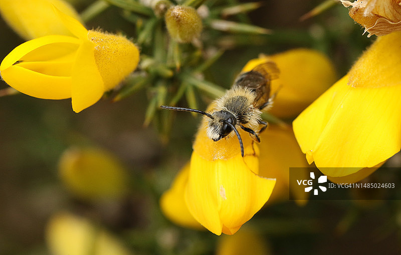 一只停在荆豆花上的小型金雀花采矿蜂图片素材
