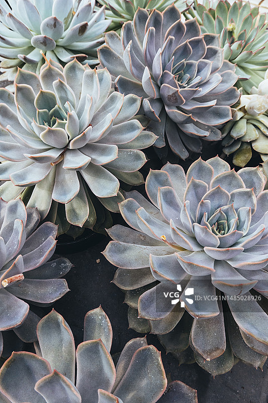 多肉植物特写图片素材
