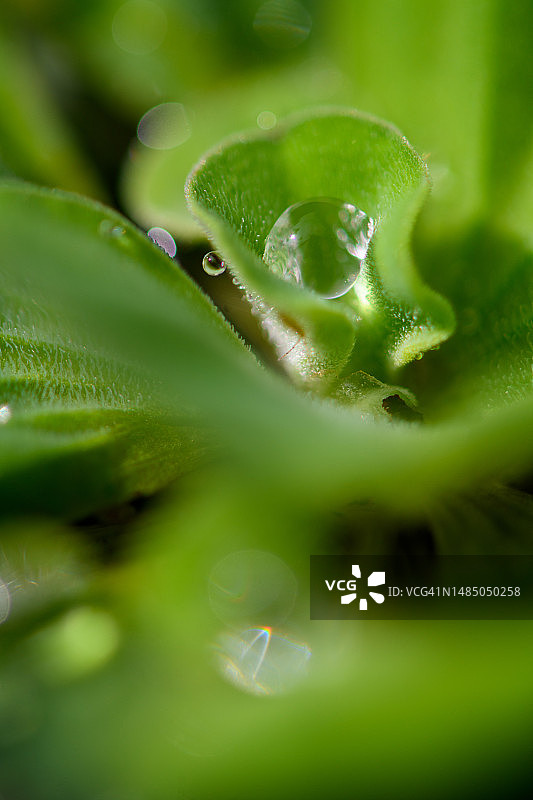 水生莴苣特写图片素材