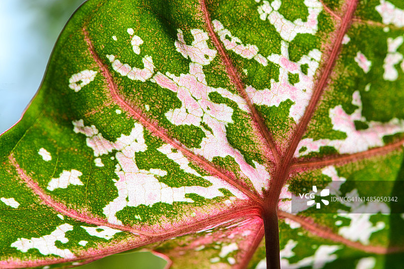 海芋叶子特写图片素材