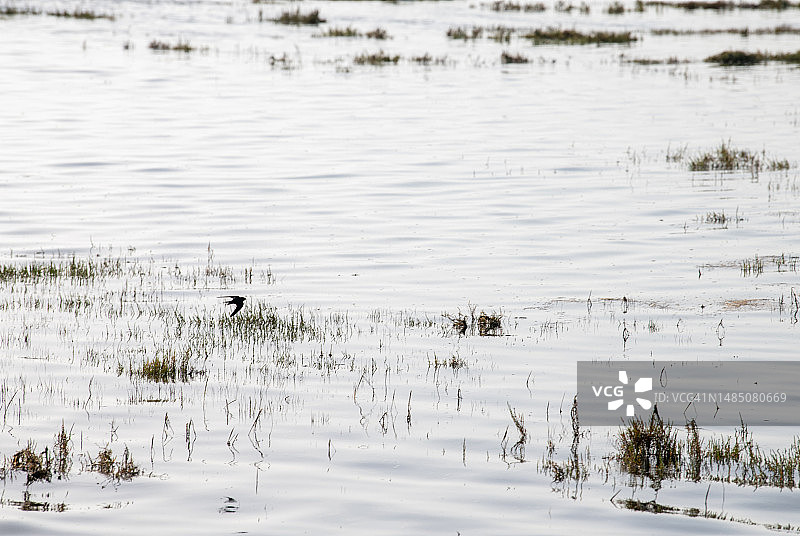 飞跃沼泽的雨燕图片素材