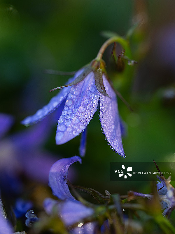 清晨露珠中的蓝色风铃草特写图片素材