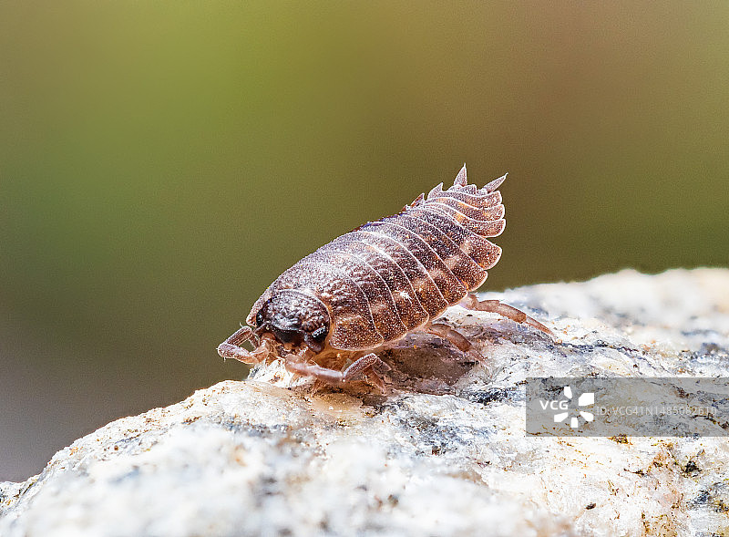 石块上的粗糙鼠妇特写，背景绿色模糊图片素材