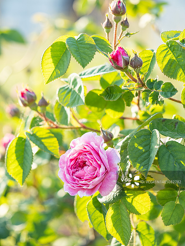 特写粉色盛开的玫瑰花图片素材