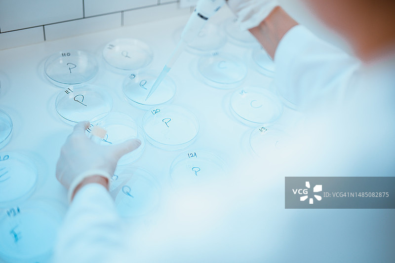 使用滴管从培养皿中提取样本的科学家图片素材