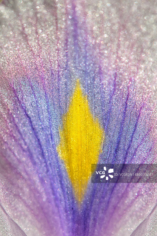 凤眼莲花瓣图片素材