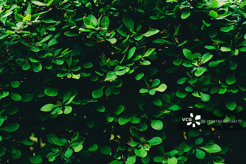 绿叶背景，深色忧郁的绿色花卉图案图片素材