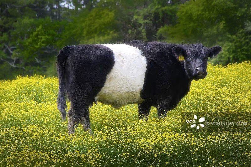田野里的黑白花奶牛图片素材