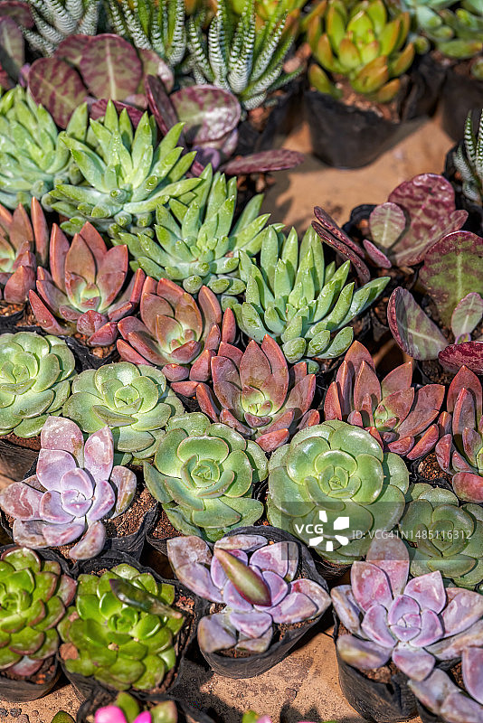 花店里待售的各色多肉植物特写图片素材