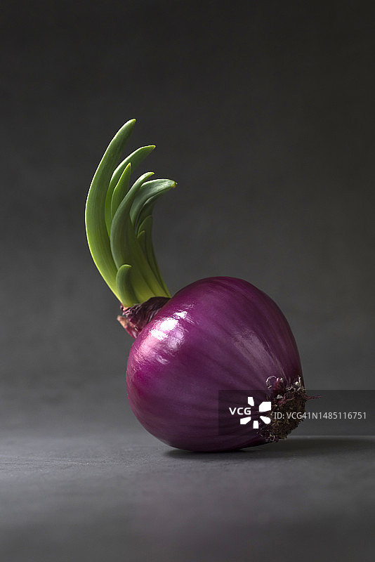 发芽的红洋葱图片素材