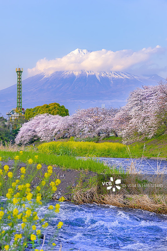 日本静冈县富士市：润井川畔的富士山与粉色樱花树图片素材