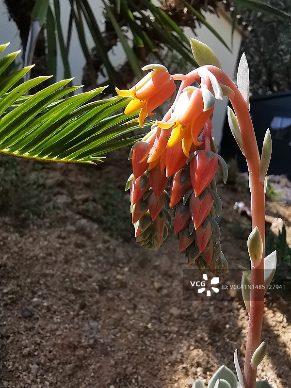 石莲花图片素材