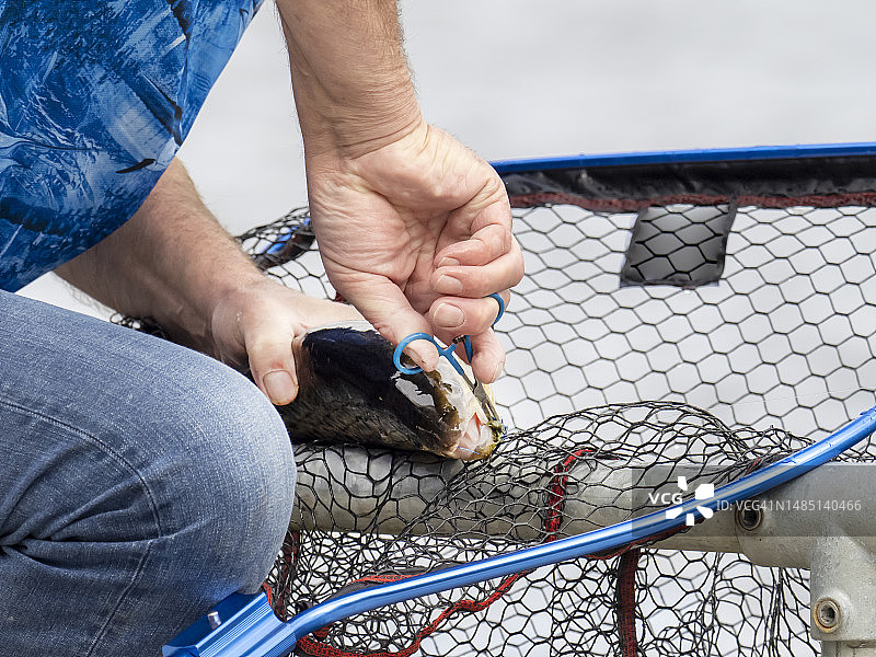 渔民在英国湖区埃斯思韦特湖上从鳟鱼身上取下鱼钩图片素材