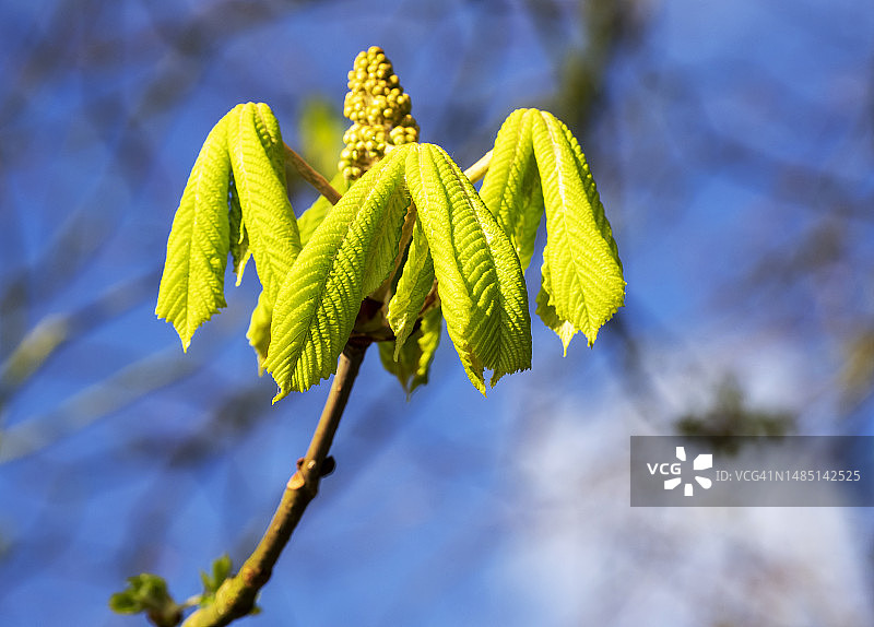 英国坎布里亚郡肯德尔市春天里舒展开来的马栗树叶图片素材