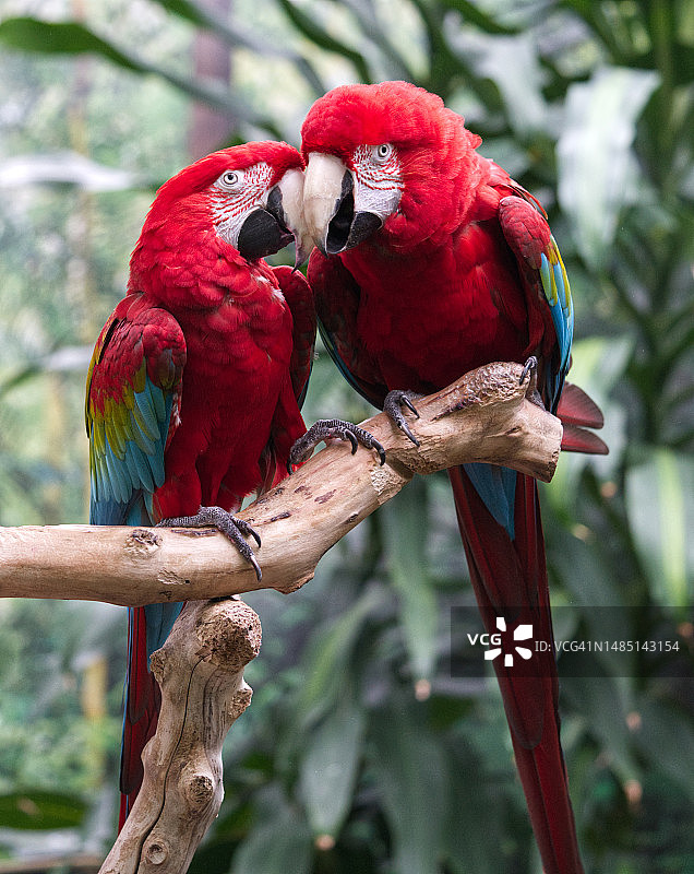 绿翅金刚鹦鹉图片素材