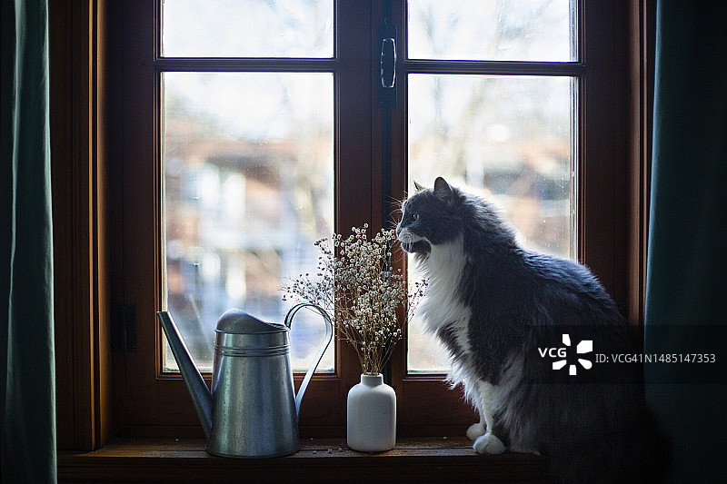 家猫从窗户向外看图片素材