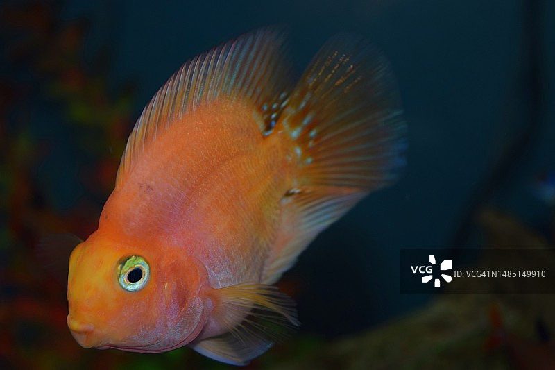 水族箱中丽鱼的特写，美国宾夕法尼亚州莱卡明县图片素材