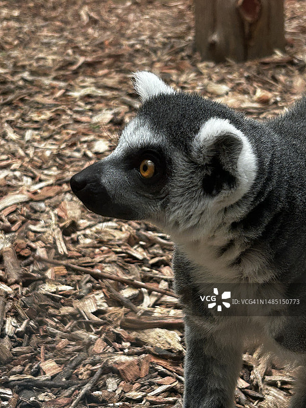 田野上的戒指特写，美国堪萨斯州曼哈顿图片素材
