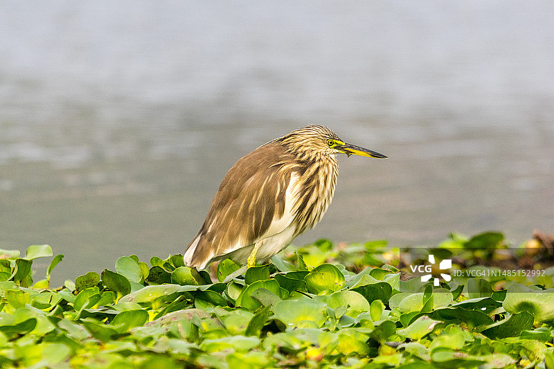 丘比，西孟加拉邦，印度：苍鹭栖息在植物上的特写图片素材