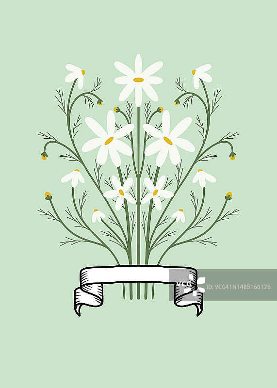 雏菊对称花束，底部带有叶子、花蕾和纹章缎带，浅绿色背景图片素材