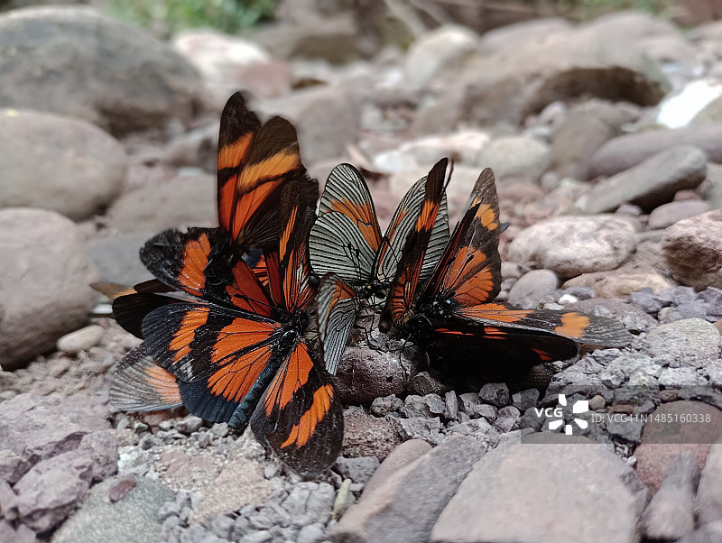 岩石上的蝴蝶特写图片素材