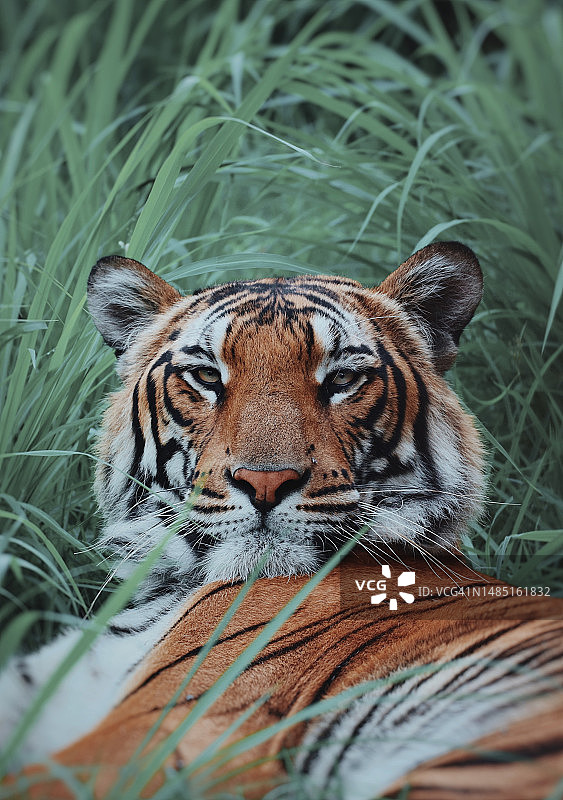 孟加拉虎肖像图片素材