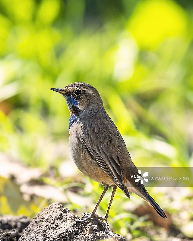 埃及：蓝喉歌鸲栖息在岩石上的特写镜头图片素材