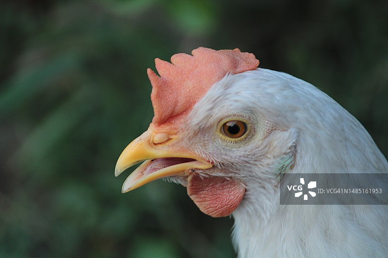 鸡的特写图片素材