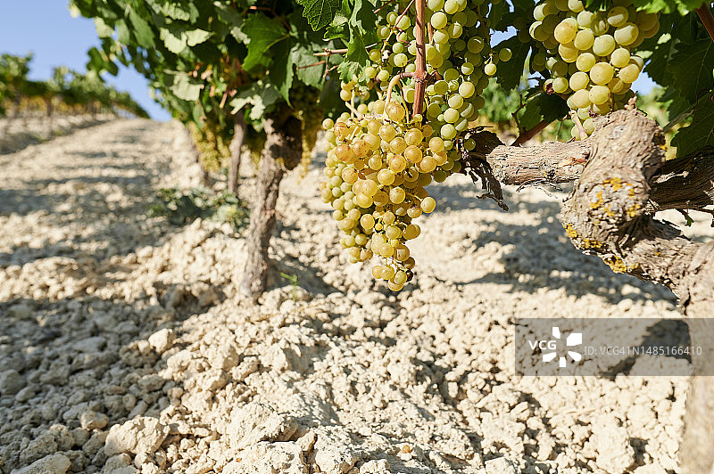 葡萄园中的白葡萄图片素材