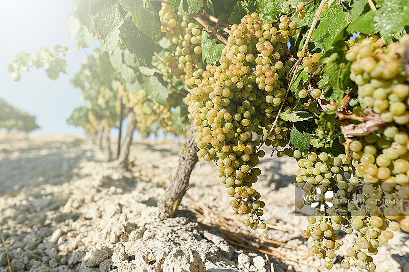 葡萄园中的白葡萄图片素材