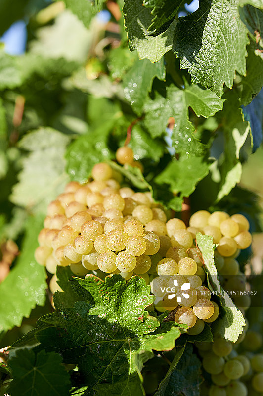葡萄园中的白葡萄图片素材